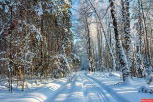 Раскраска зима в лесу #29 #79809