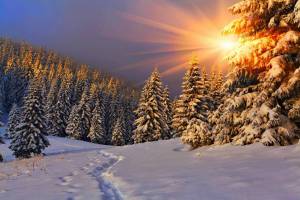 Раскраска зима в лесу #30 #79810