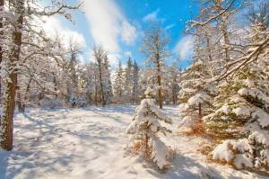 Раскраска зима в лесу #31 #79811