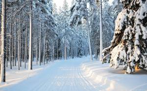 Раскраска зима в лесу #32 #79812