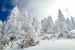 Раскраска зима в лесу #33 #79813