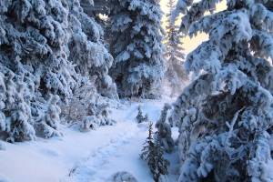 Раскраска зима в лесу #34 #79814
