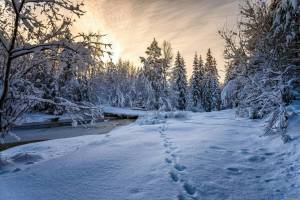 Раскраска зима в лесу #35 #79815