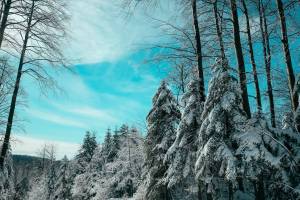 Раскраска зима в лесу #36 #79816