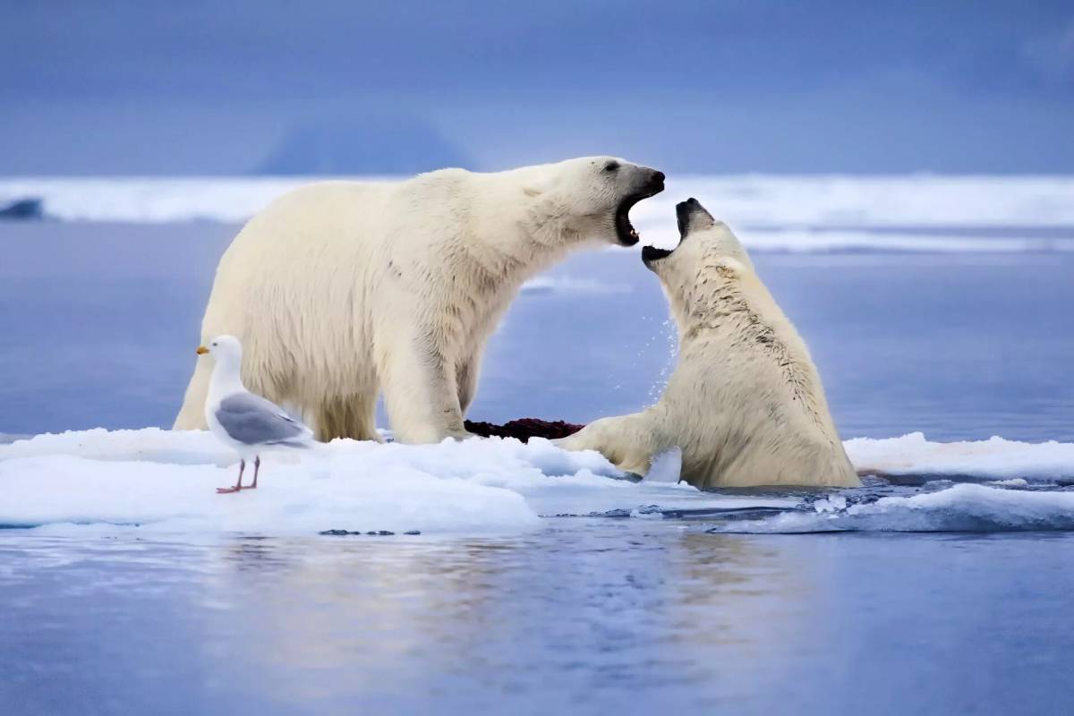 Животные арктики #9