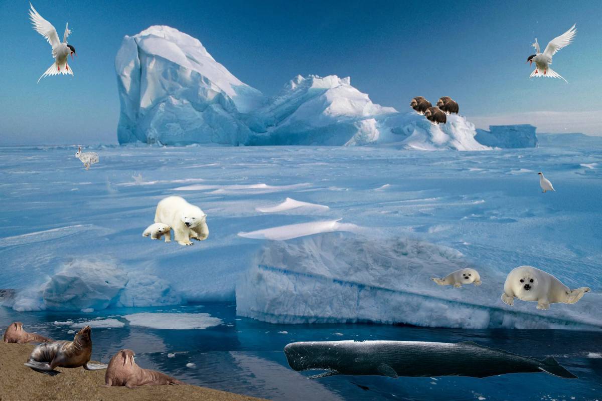 Животные арктики #11