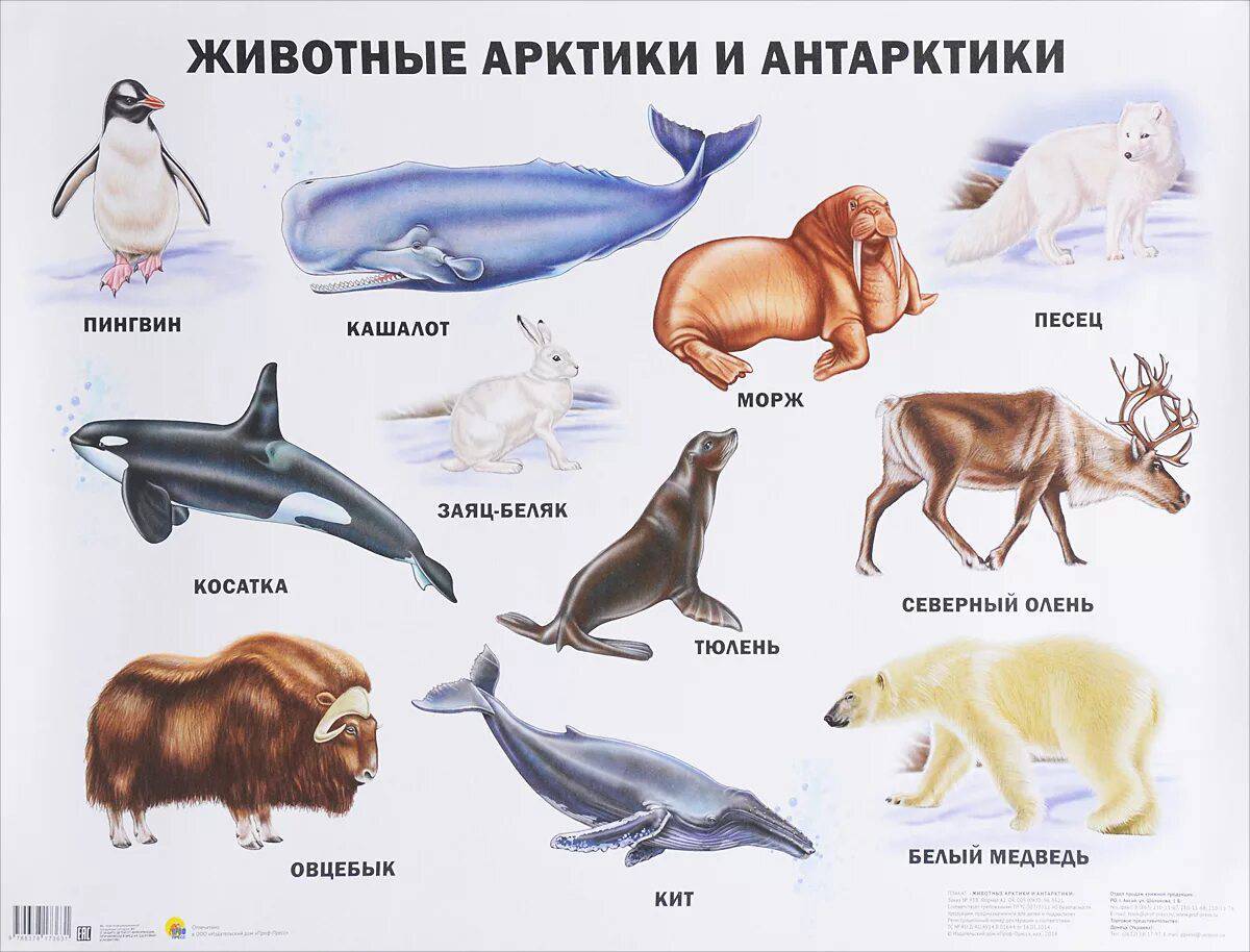 Животные арктики #13
