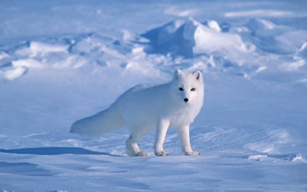 Животные арктики #17