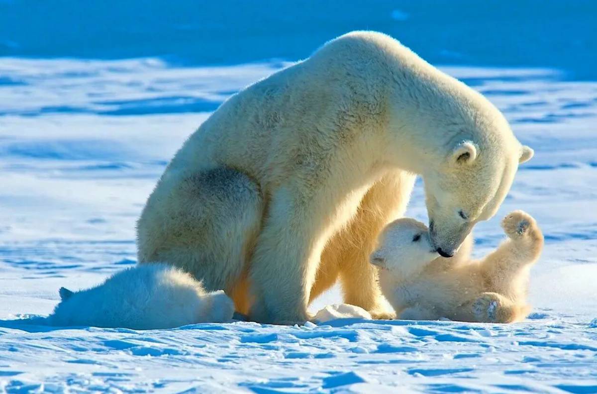 Животные арктики #20