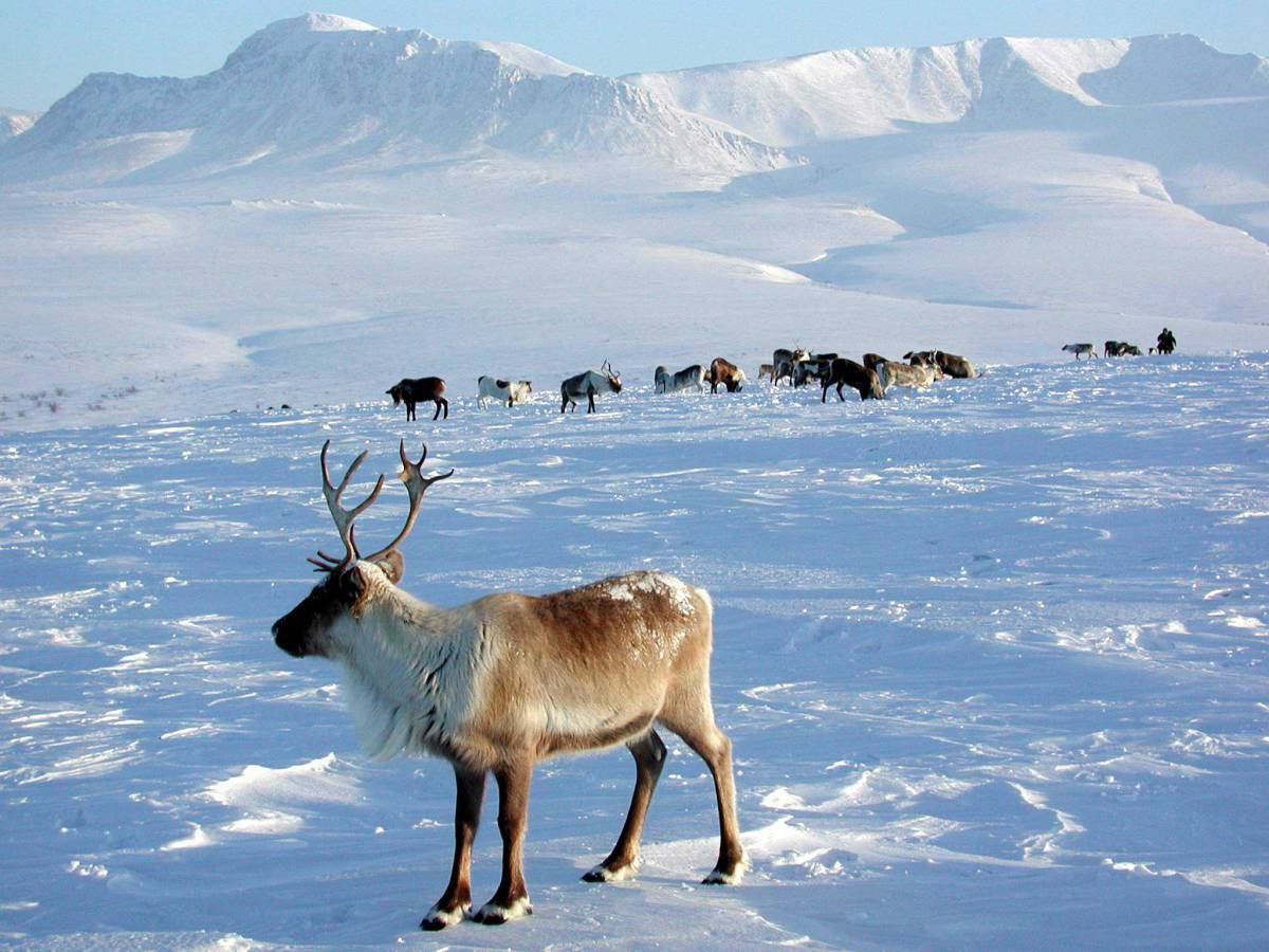 Животные арктики #31