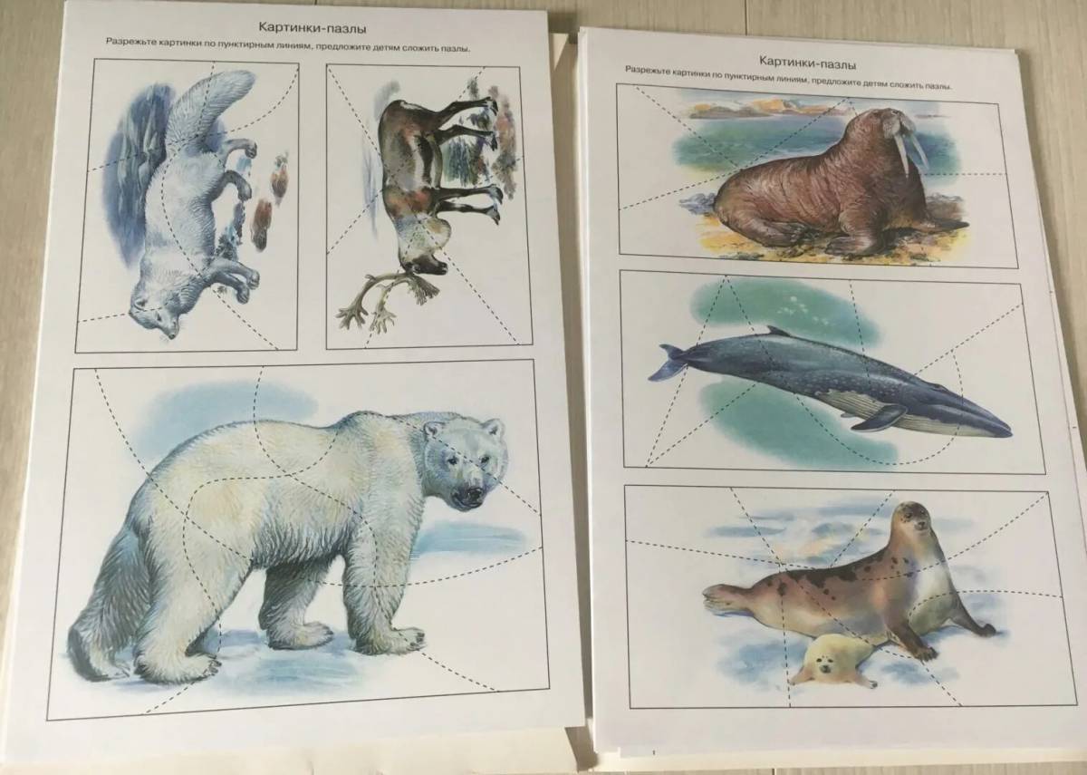 Животные арктики и антарктики для детей #3