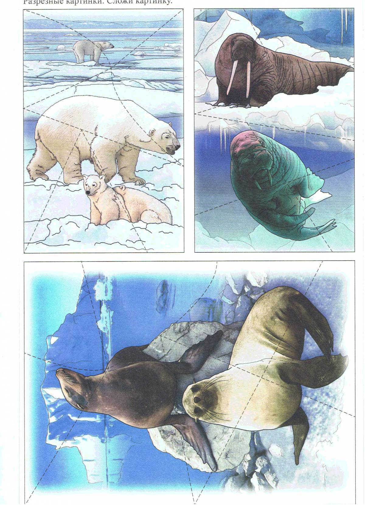 Животные арктики и антарктики для детей #4