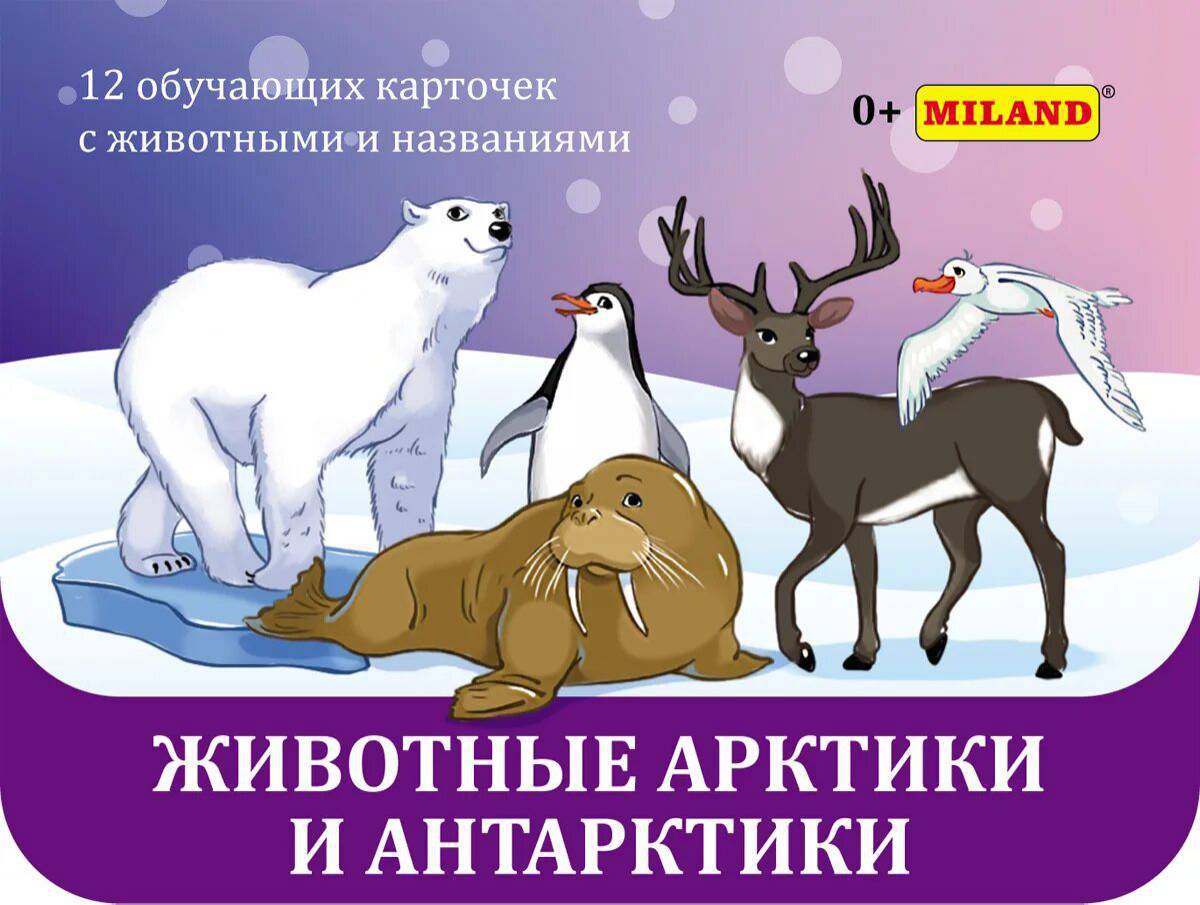 Животные арктики и антарктики для детей #5