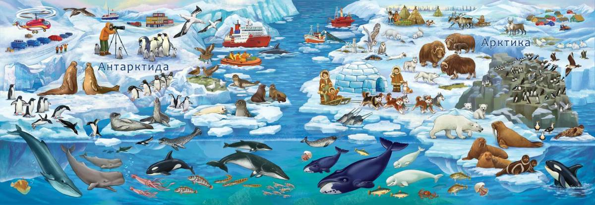Животные арктики и антарктики для детей #13