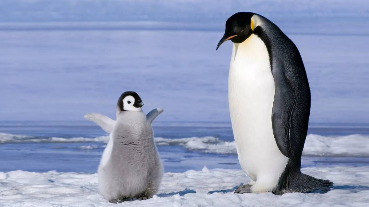 Животные арктики и антарктики для детей #14