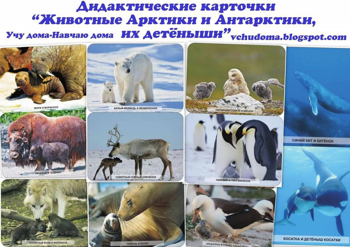 Животные арктики и антарктики для детей #21