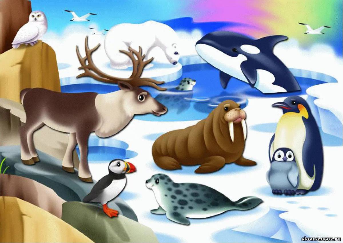 Животные арктики и антарктики для детей #24