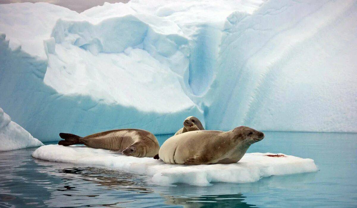 Животные арктики и антарктики для детей #25