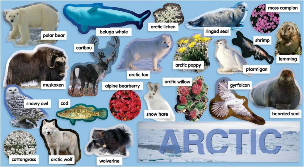 Животные арктики и антарктики для детей #30