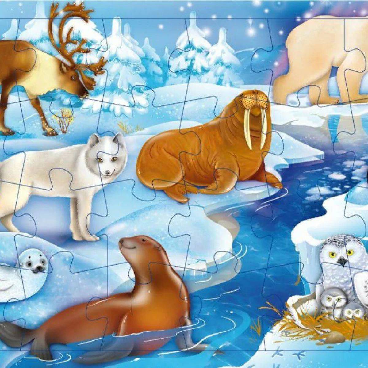 Животные арктики и антарктики для детей #31