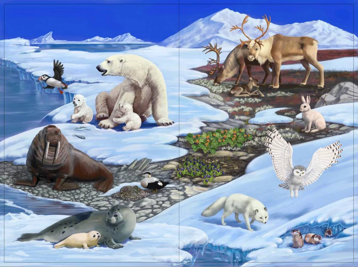 Животные арктики и антарктики для детей #34