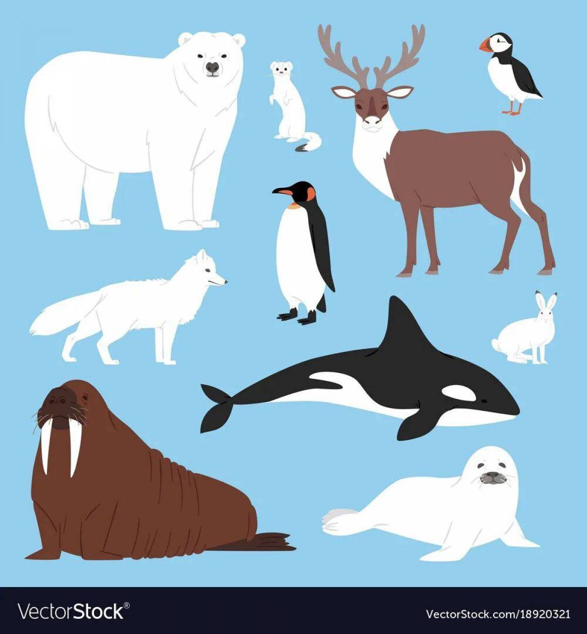 Животные арктики и антарктики для детей #35