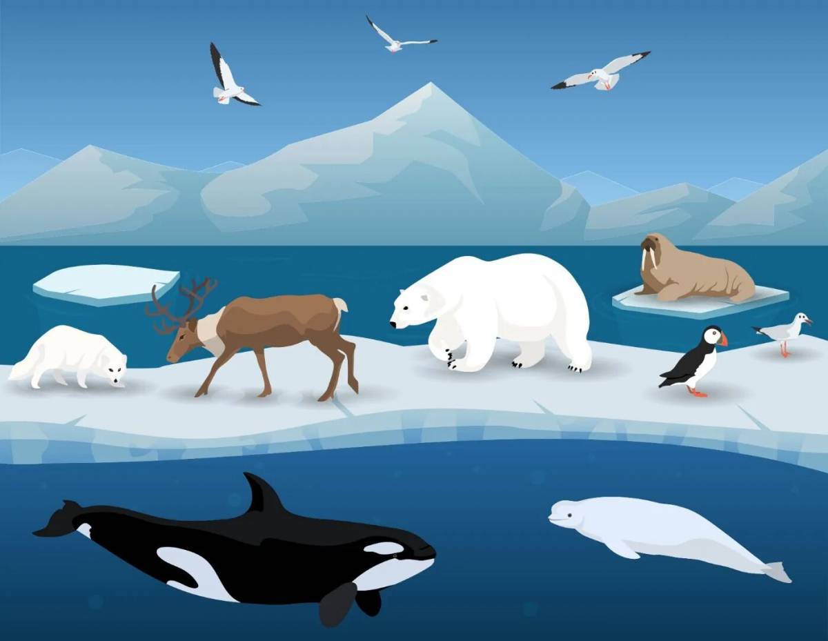 Картинки Животные арктики и антарктики для детей (38 шт.) - #3612