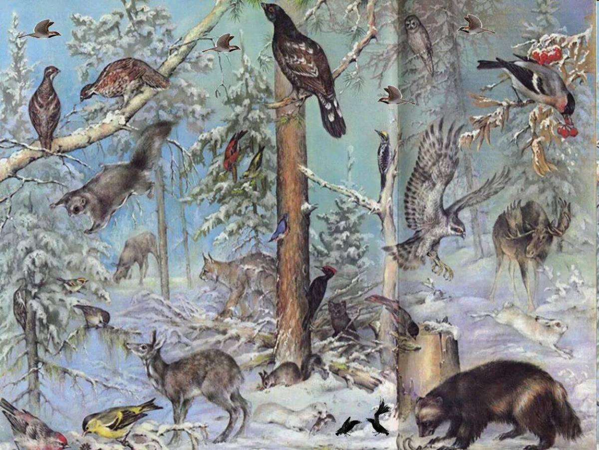 Животные зимой в лесу для детей #14