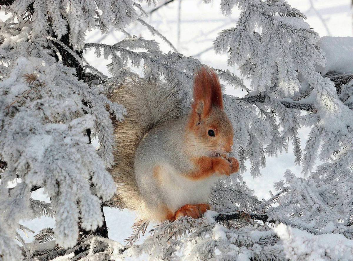 Животные зимой в лесу для детей #18