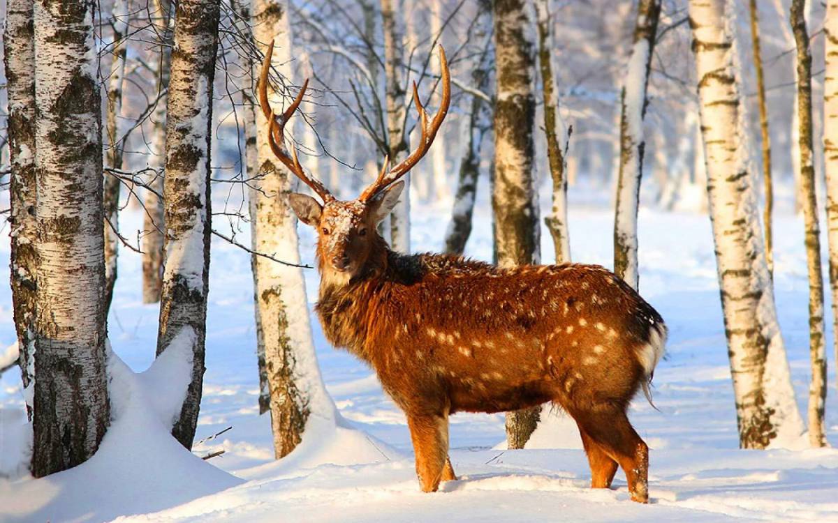 Животные зимой в лесу для детей #31