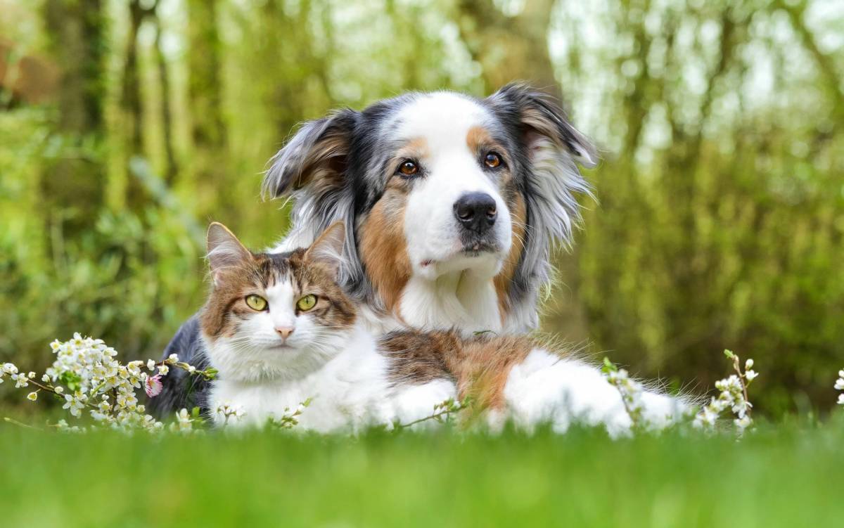 Животные кошки и собаки #3
