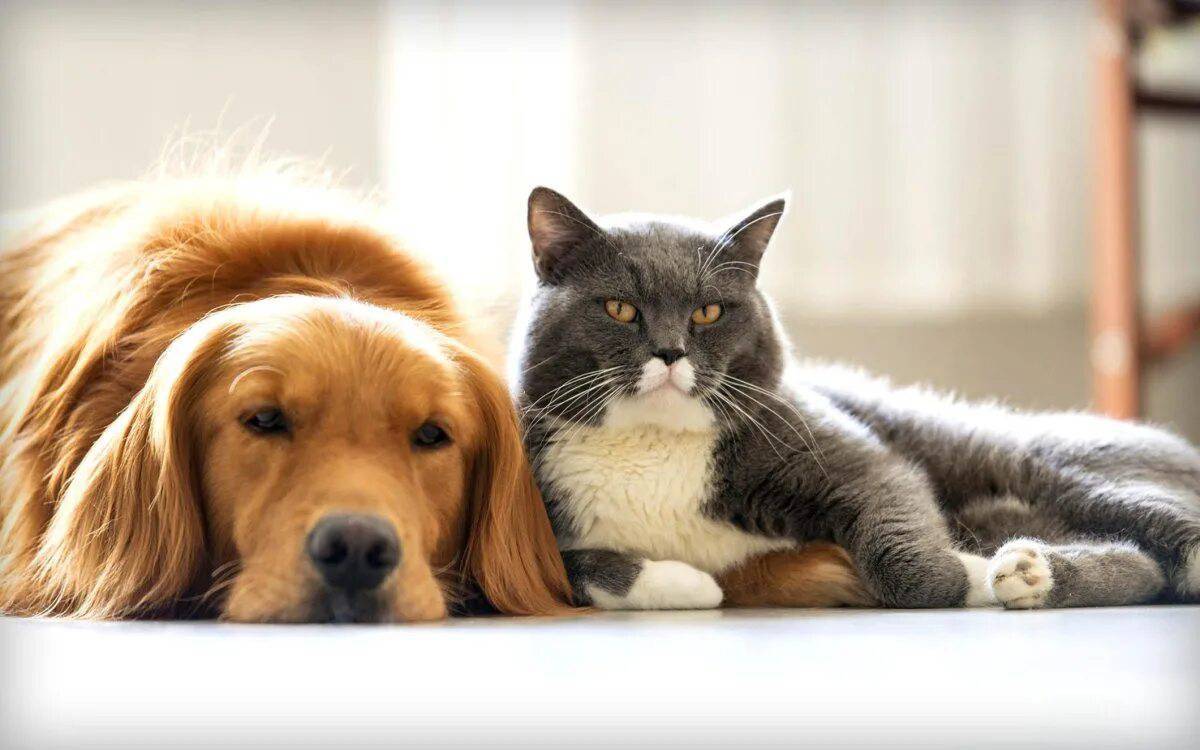 Животные кошки и собаки #10