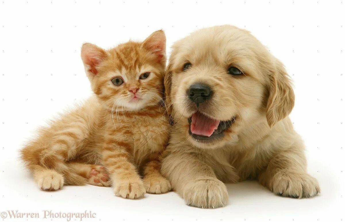 Животные кошки и собаки #11