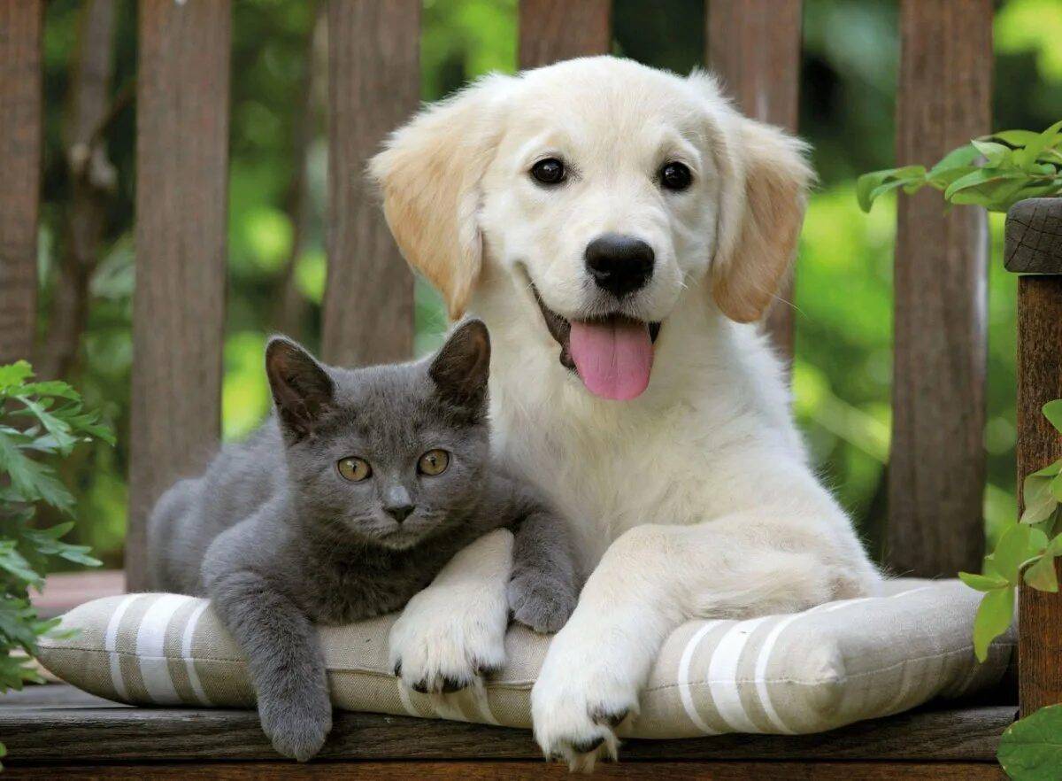 Животные кошки и собаки #12