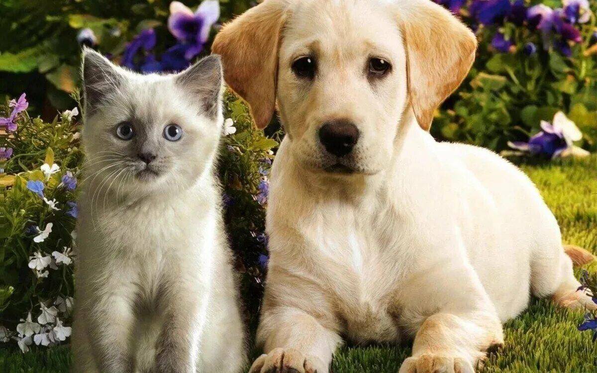 Животные кошки и собаки #14