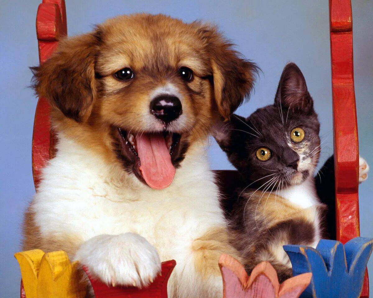 Животные кошки и собаки #27