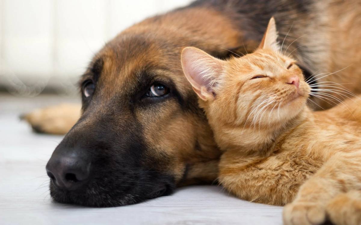 Животные кошки и собаки #35