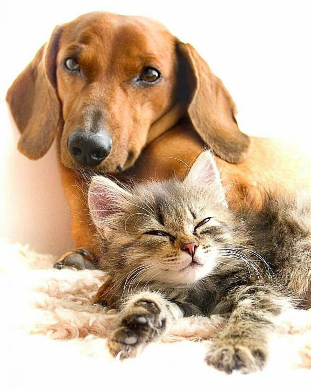 Животные кошки и собаки #36