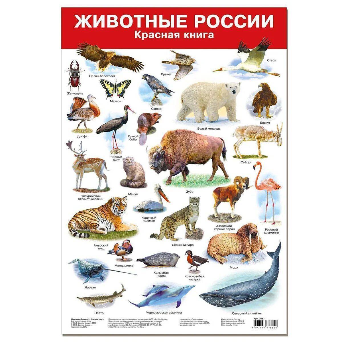 Животные красной книги россии #1