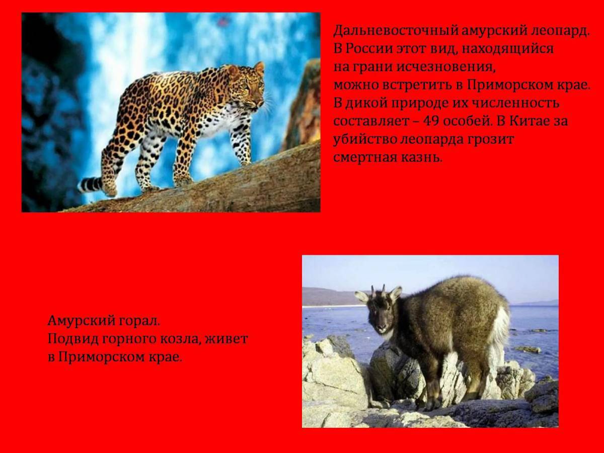 Животные красной книги россии #14