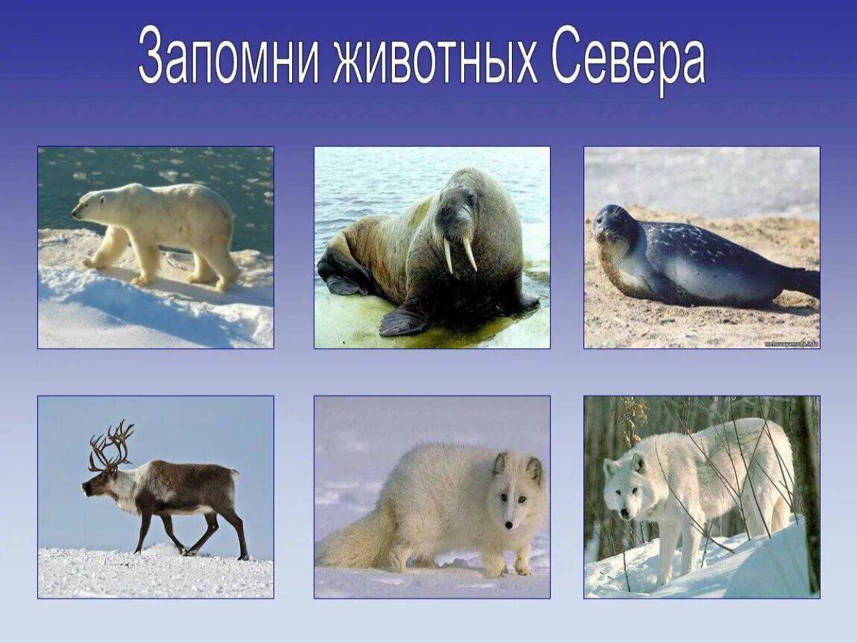 Белый медведь морж и тюлень природная зона