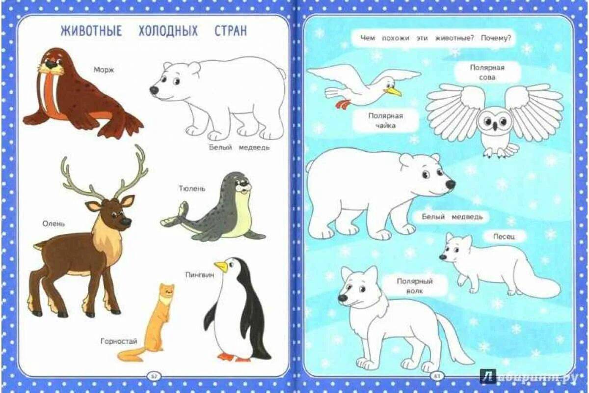 Животные севера для дошкольников #1