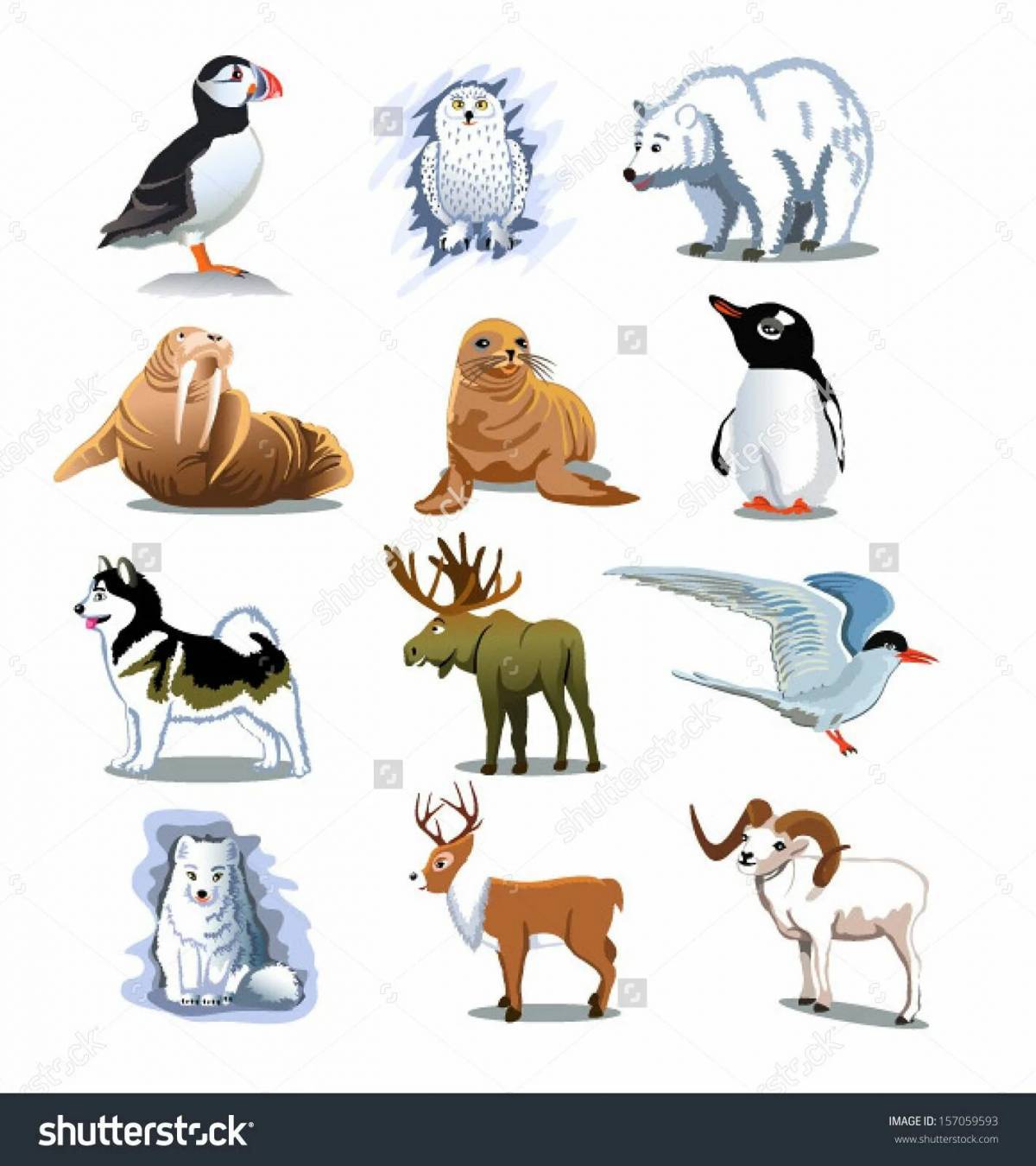 Животные севера для дошкольников #10