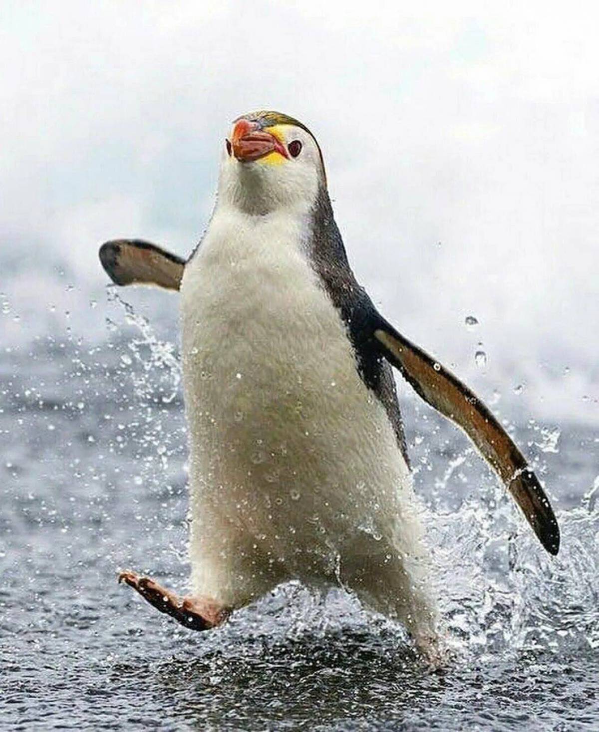 Забавный пингвин #1