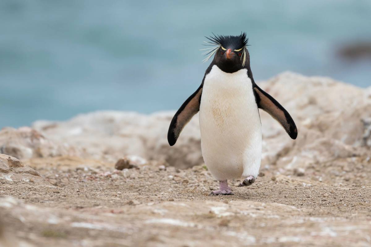 Забавный пингвин #4