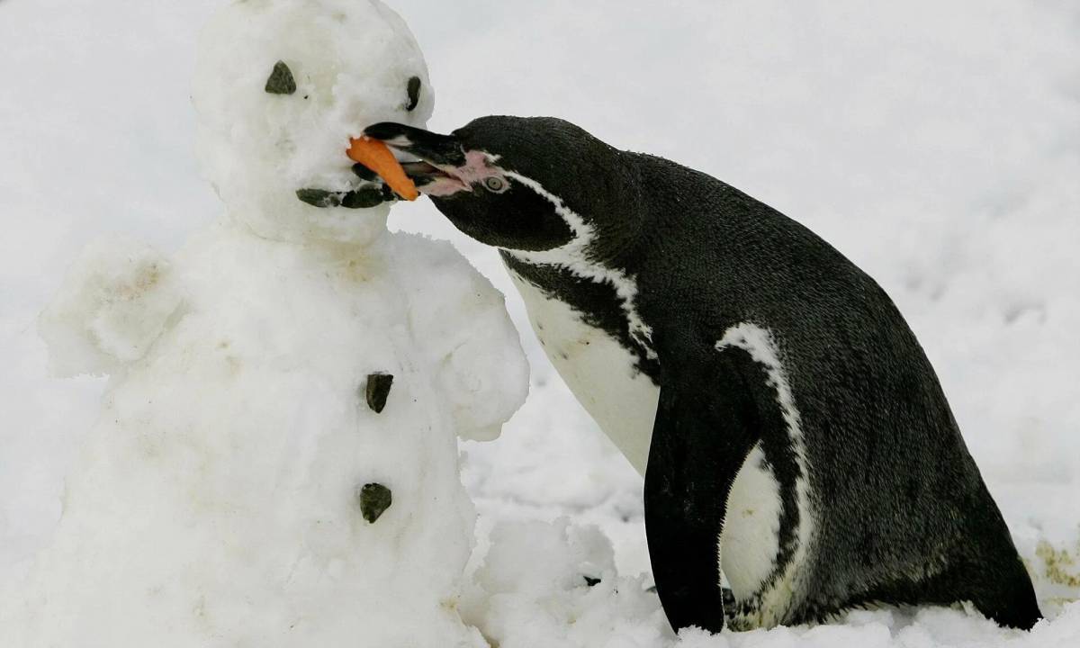 Забавный пингвин #5