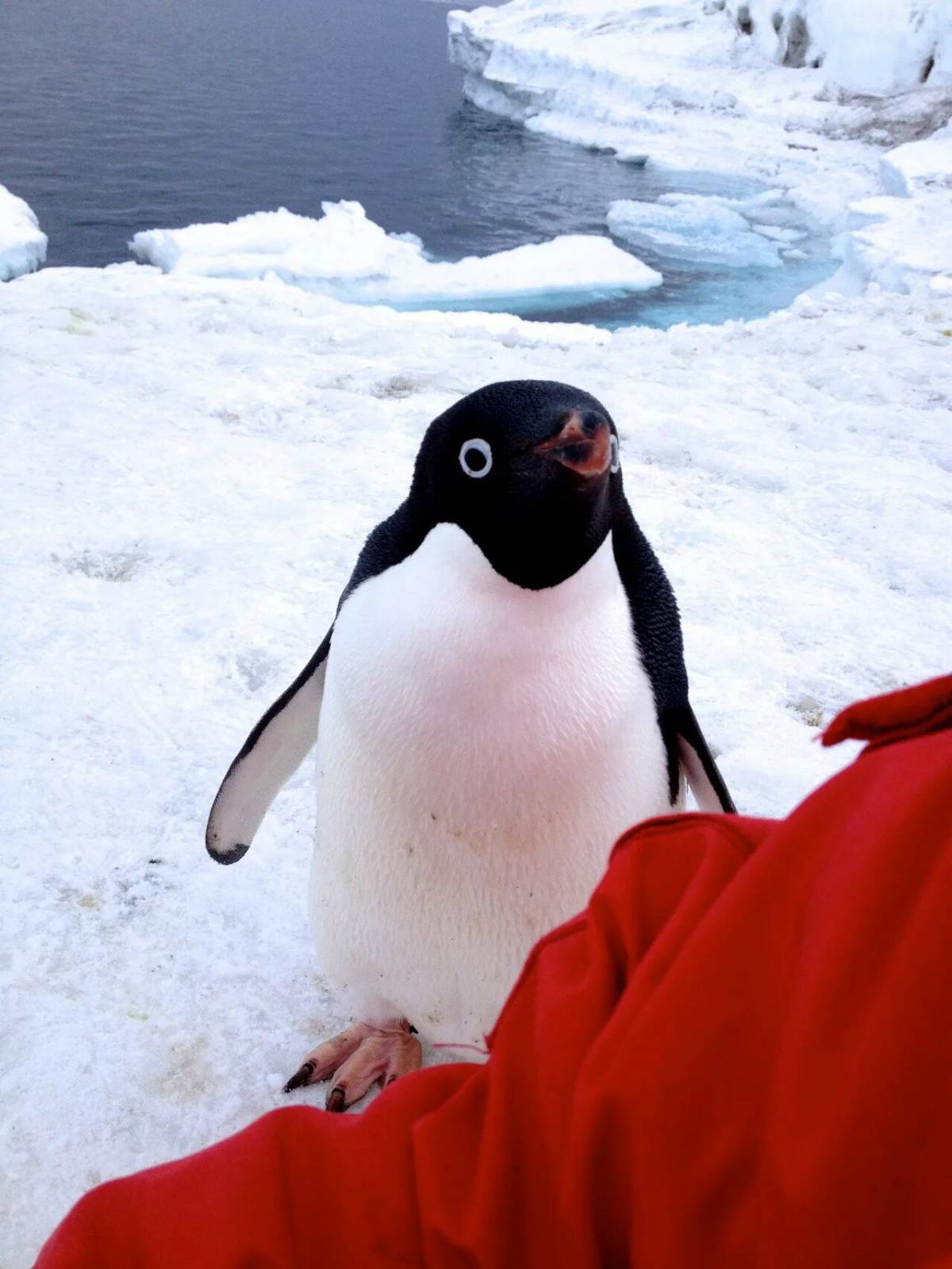 Забавный пингвин #6