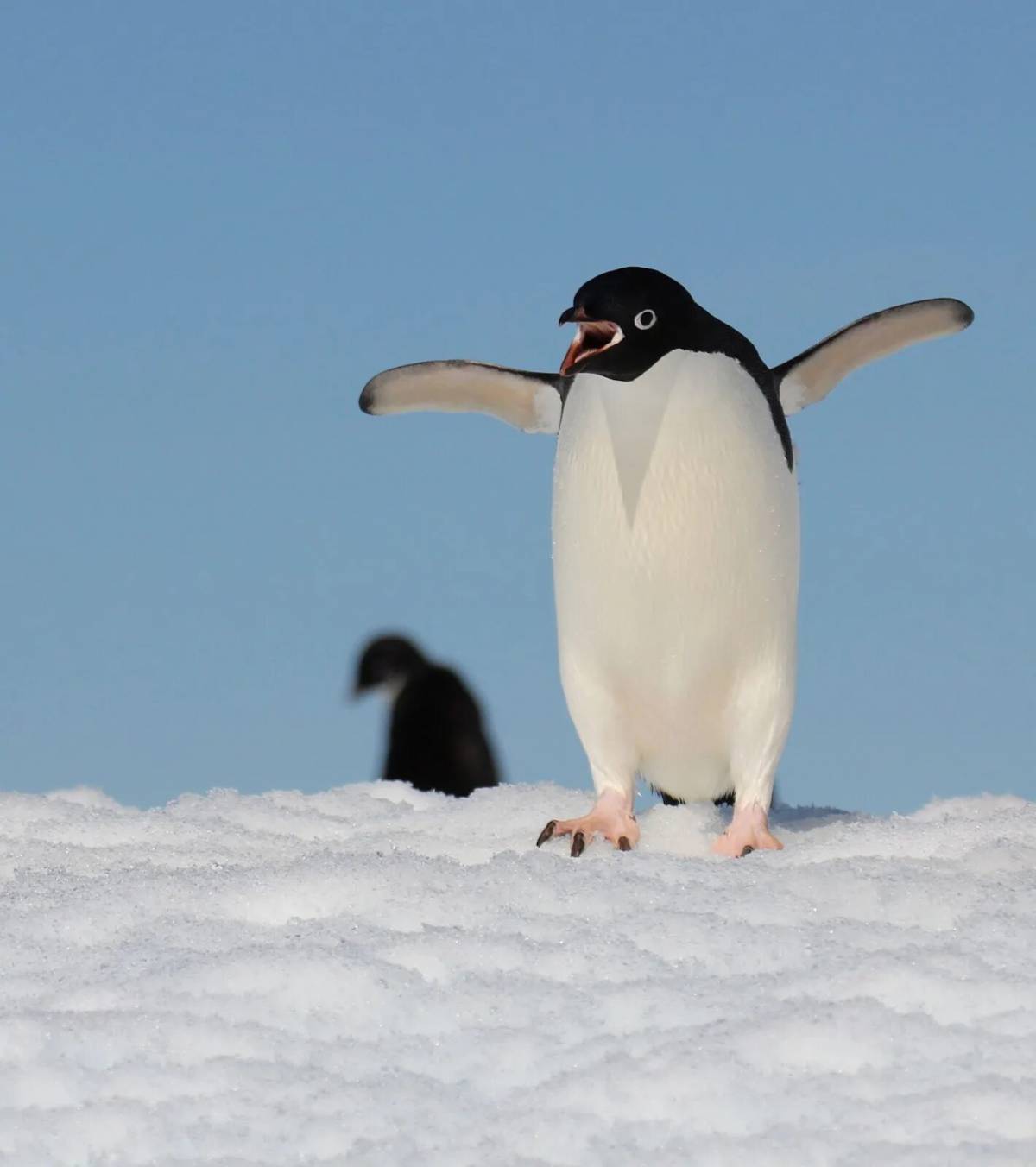 Забавный пингвин #7