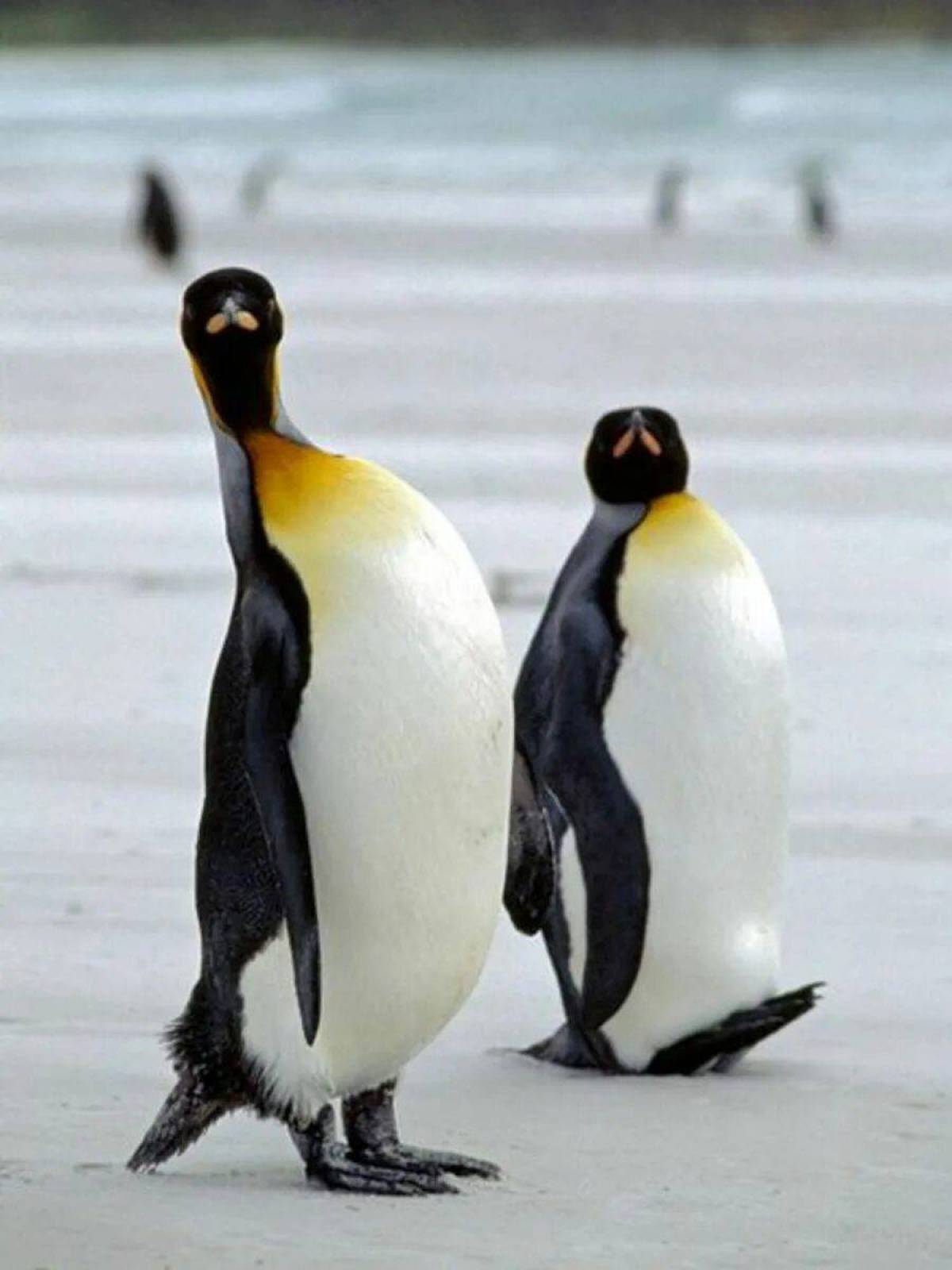 Забавный пингвин #16