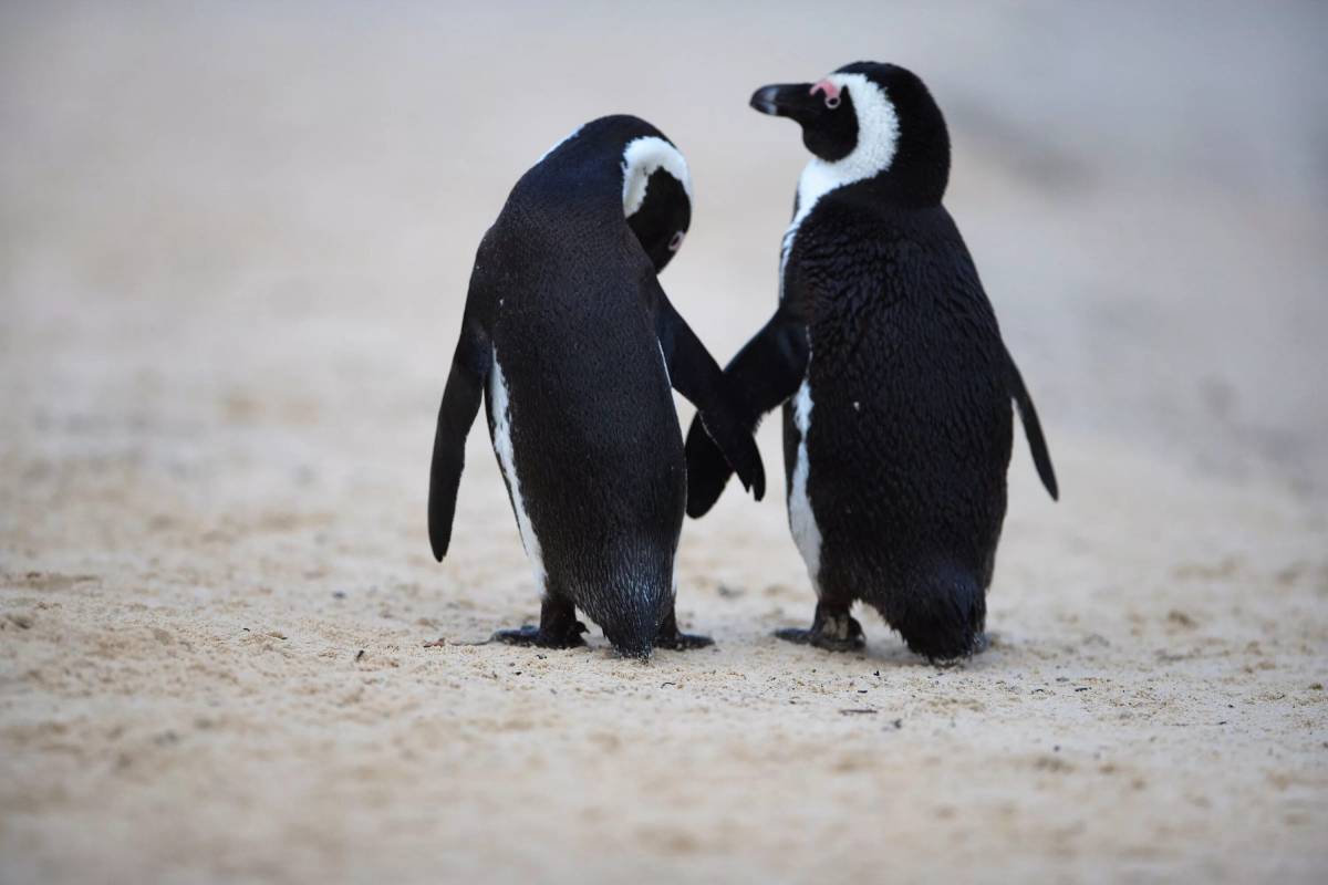 Забавный пингвин #18